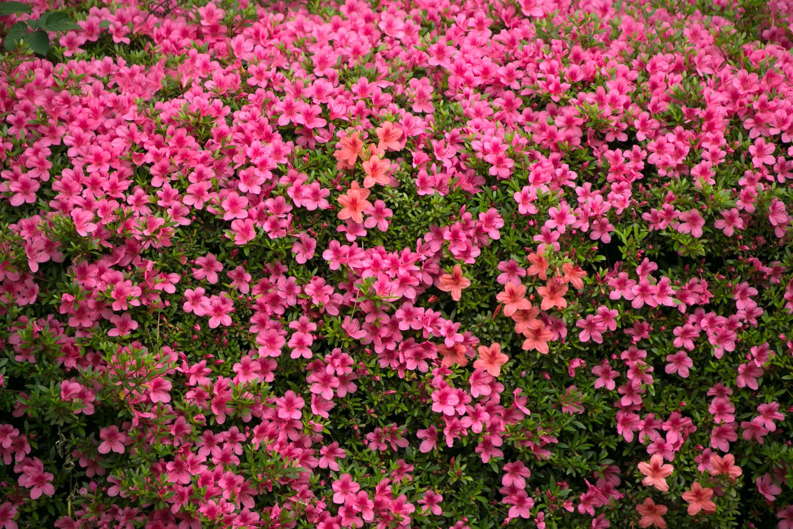 桃紅與粉橘色杜鵑花盛開,綠葉穿插花叢間
