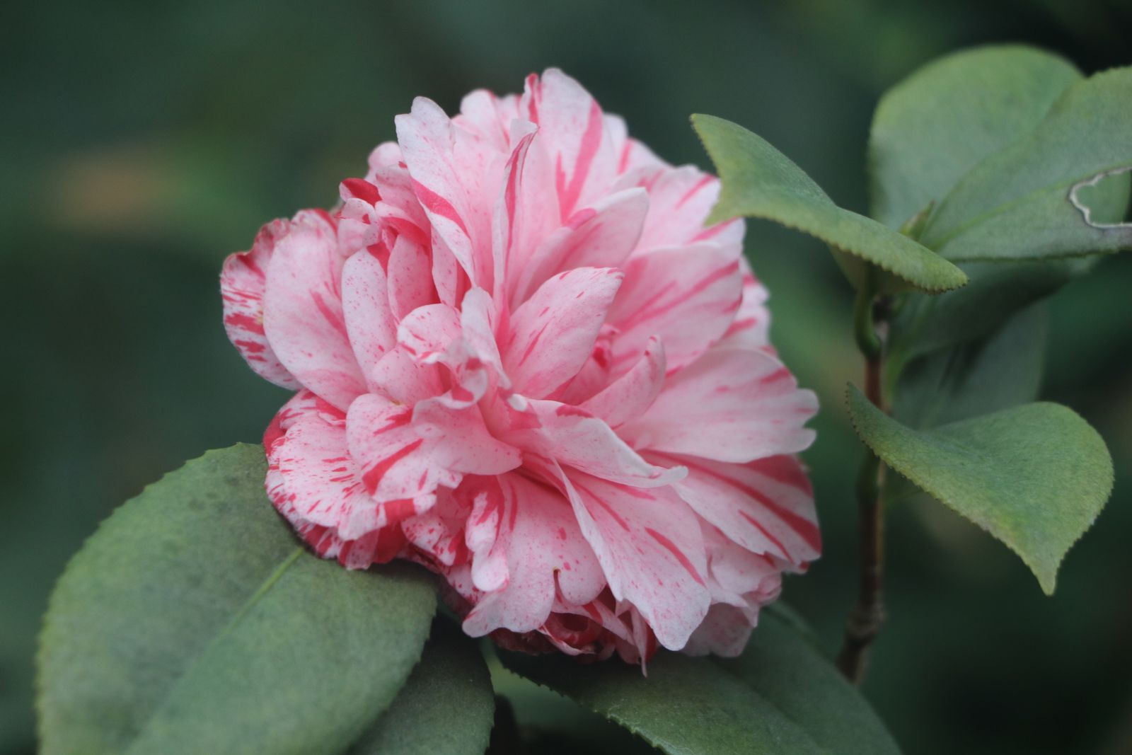 粉紅色茶花盛開特寫,花瓣層層疊疊,背景柔焦綠葉