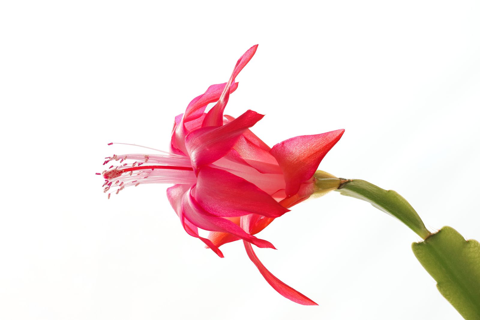 紅色蟹爪蘭花朵特寫,層疊花瓣向外舒展