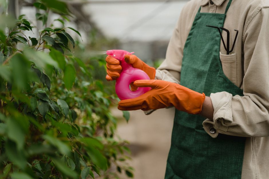 園丁在溫室中使用噴霧瓶為植物噴灑防治藥劑(Photo by Tima Miroshnichenko on Pexels) 使用噴霧瓶進行植物病蟲害防治