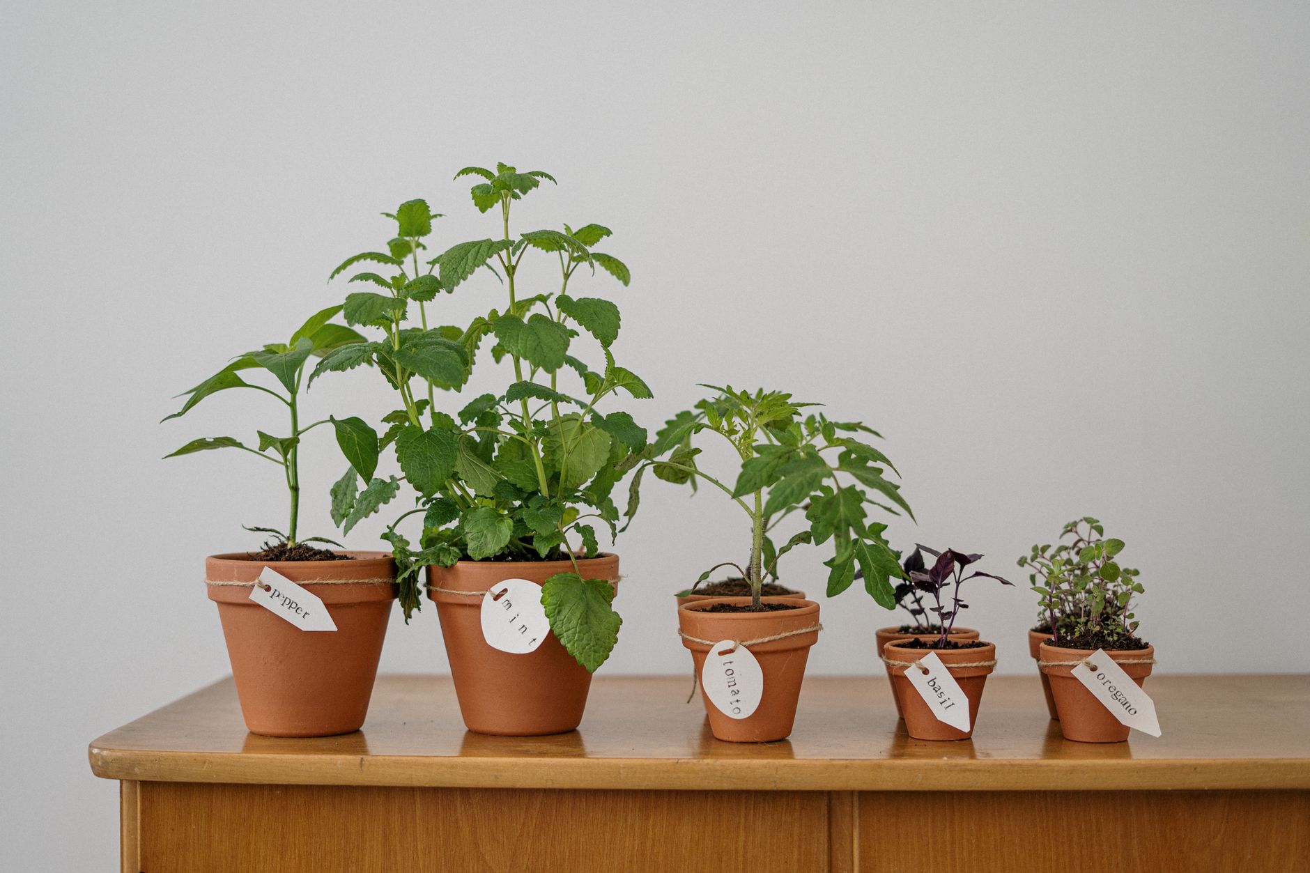 陽台上多盆香草植物盆栽