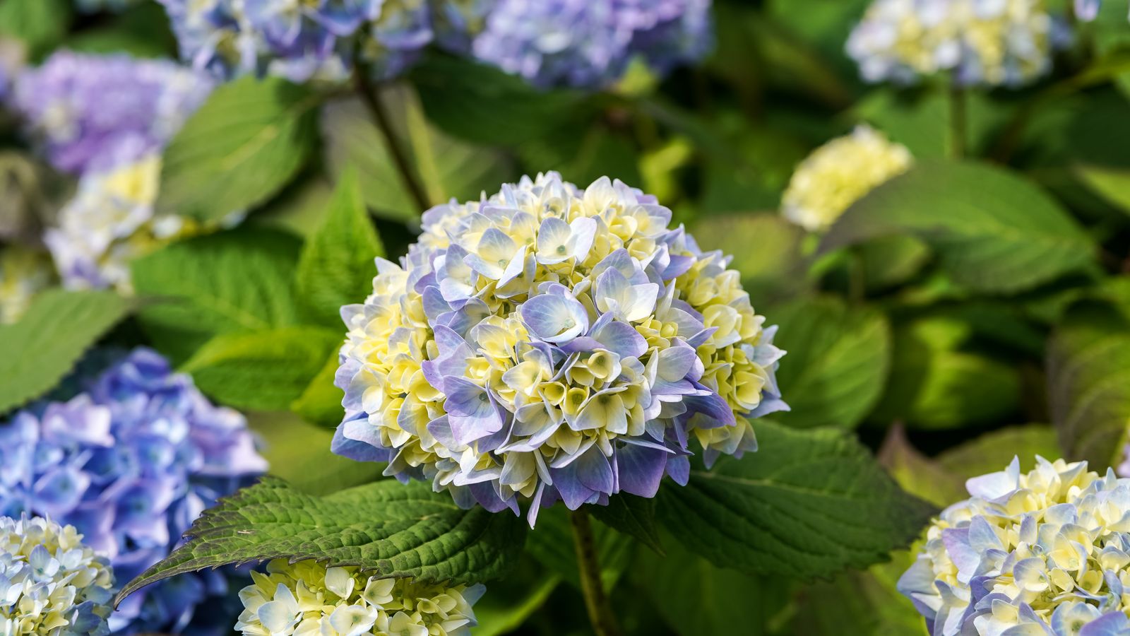 繡球花秋季照顧全攻略 2026 封面