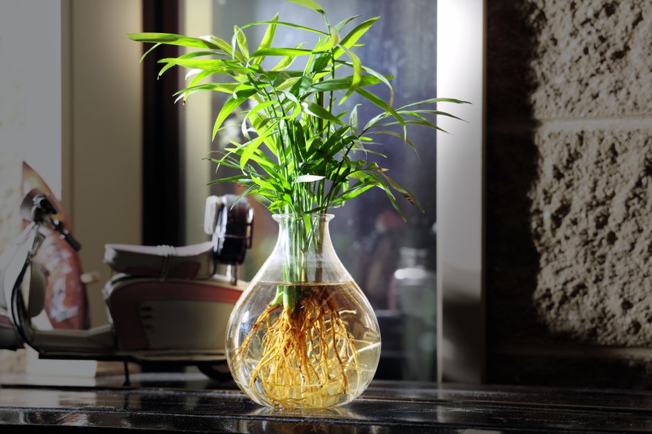 玻璃花瓶中的水耕植物展示潔白根系