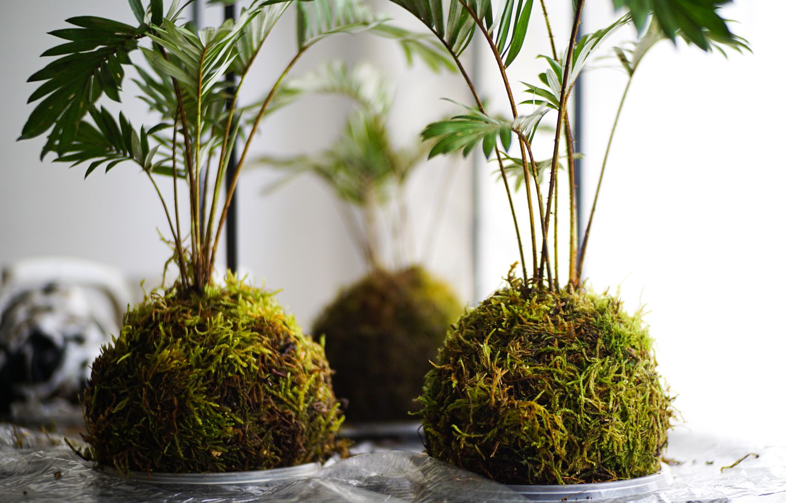 苔球植栽以苔蘚包覆根團，形成圓潤的苔蘚球