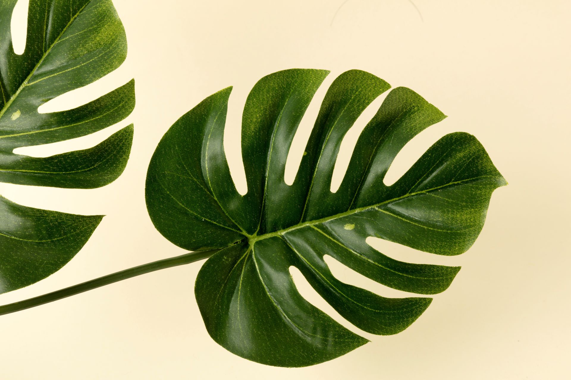 龜背芋 Monstera deliciosa 翠綠葉片特寫,葉面有明顯裂洞紋路