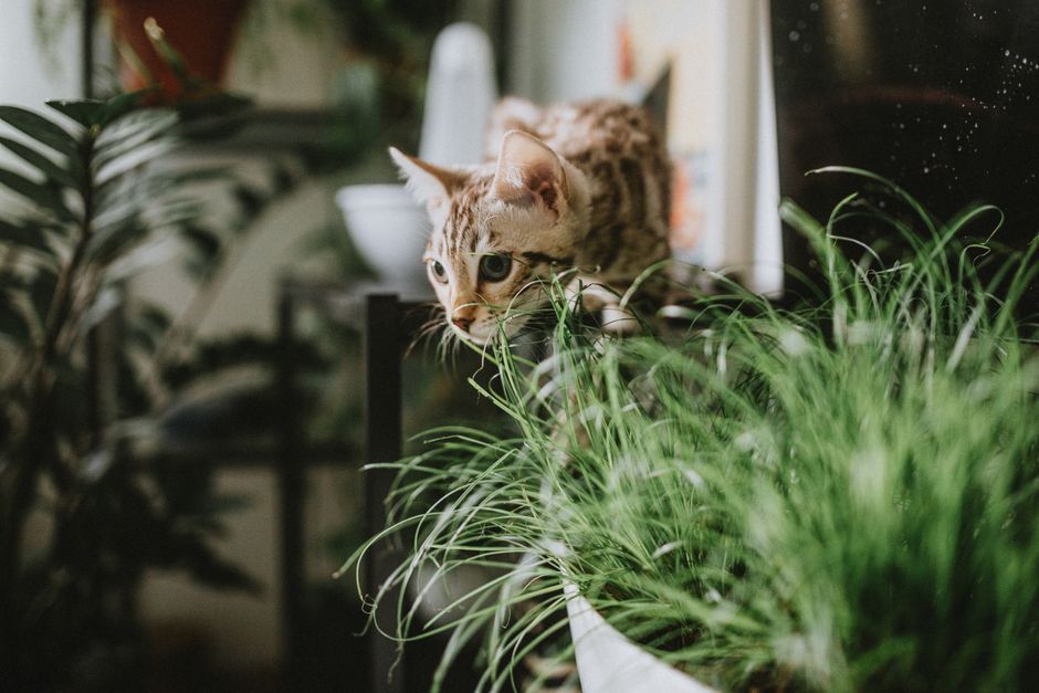 貓咪與室內植物溫馨共處