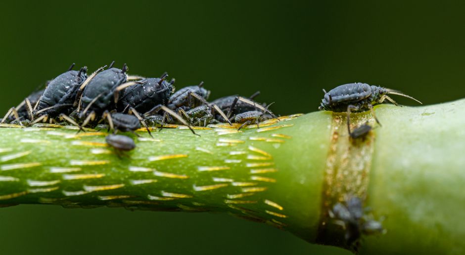 黑豆蚜蟲群聚在植物莖上(Photo by Petr Ganaj on Pexels) 蚜蟲在植物莖幹上群聚