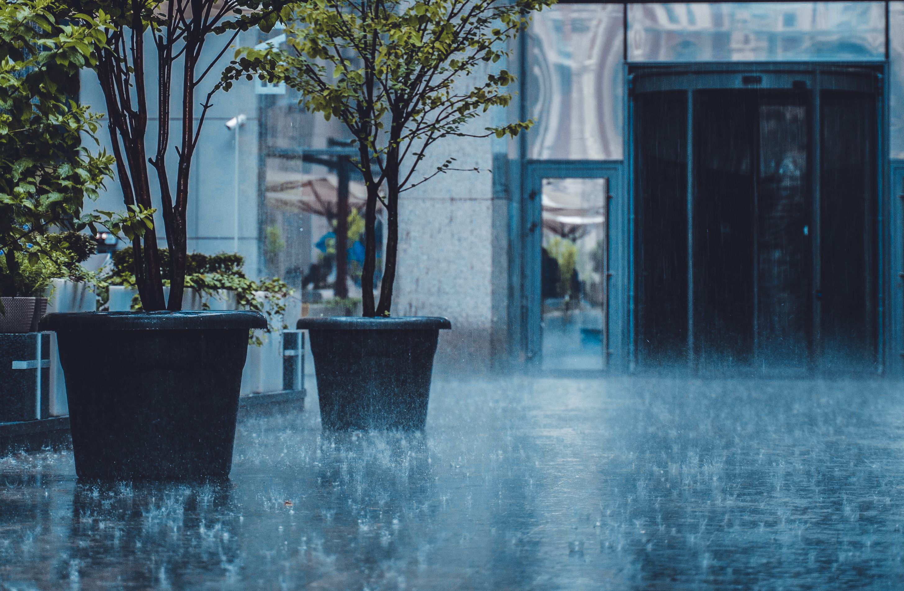 颱風天風雨中庭院裡的盆栽植物